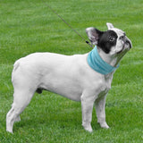 Reusable Cooling Dog Bandana for Walks and Outdoor Use in Summer