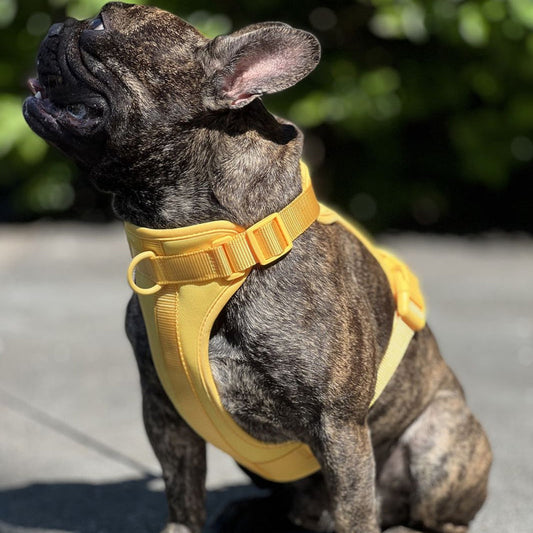 Secure-Fit Dog Harness – 3 Metal Attachment Points, Breathable & Padded