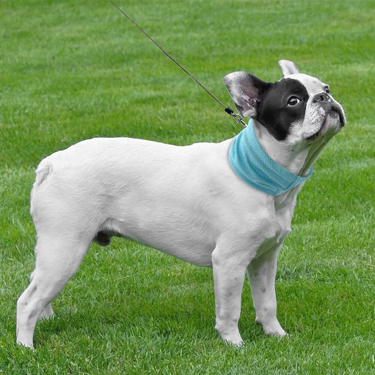 Reusable Cooling Dog Bandana for Walks and Outdoor Use in Summer